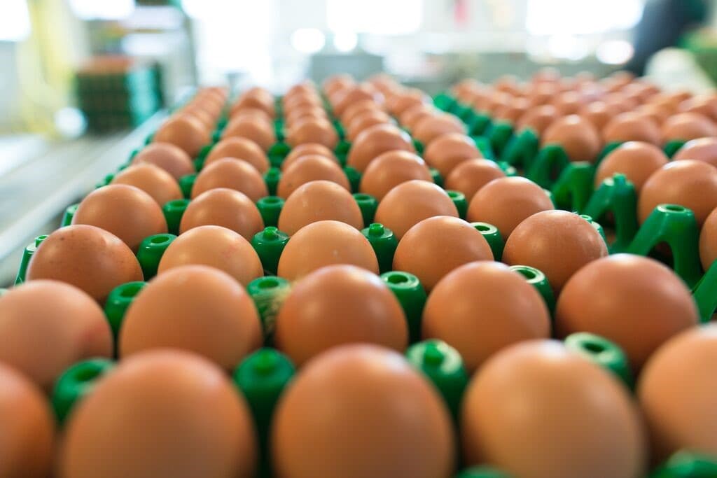 Exportações de ovos processados batem recorde em fevereiro, impulsionadas por demanda dos EUA