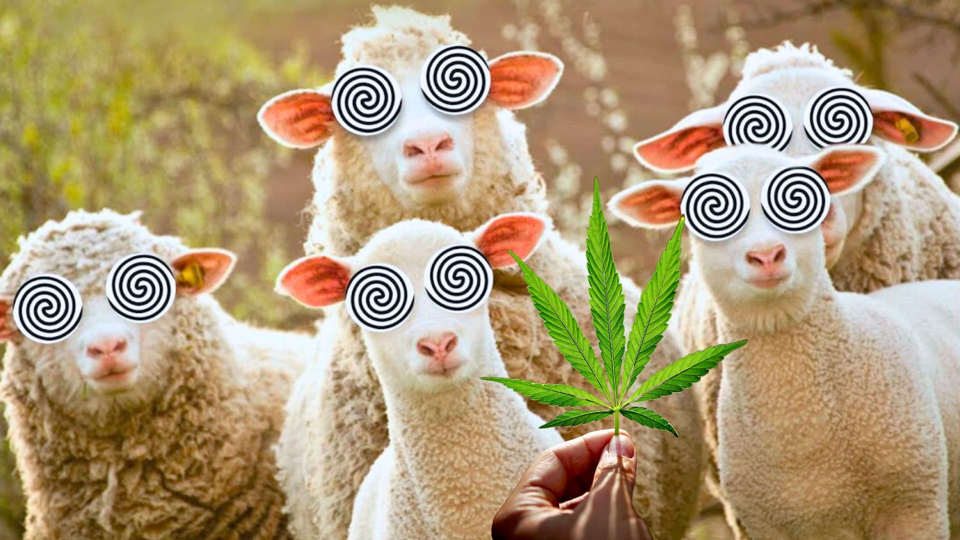 Bando de ovelhas devoram 100kg de cannabis, imagine o resultado