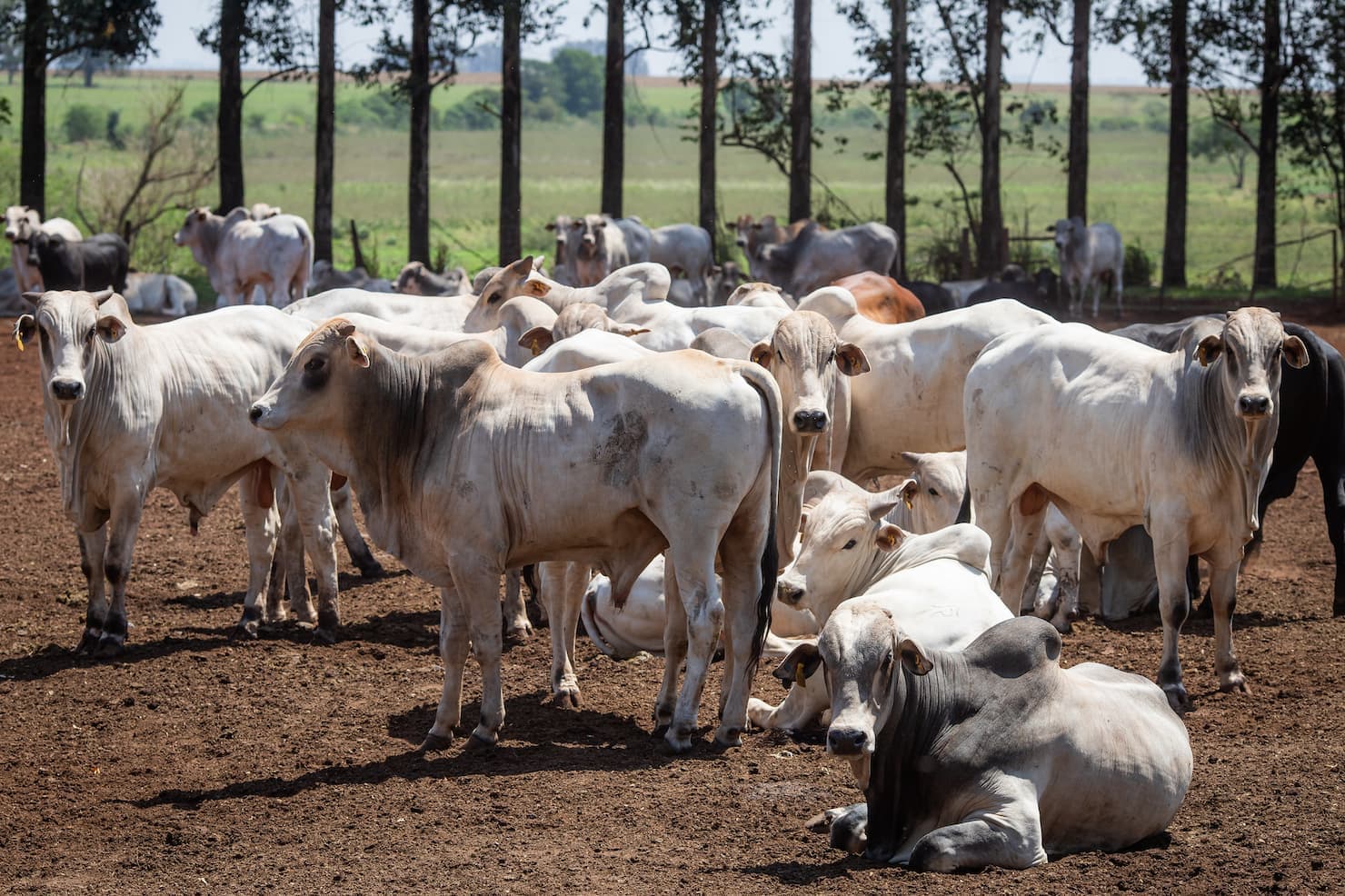 Veja os preços do boi no Brasil