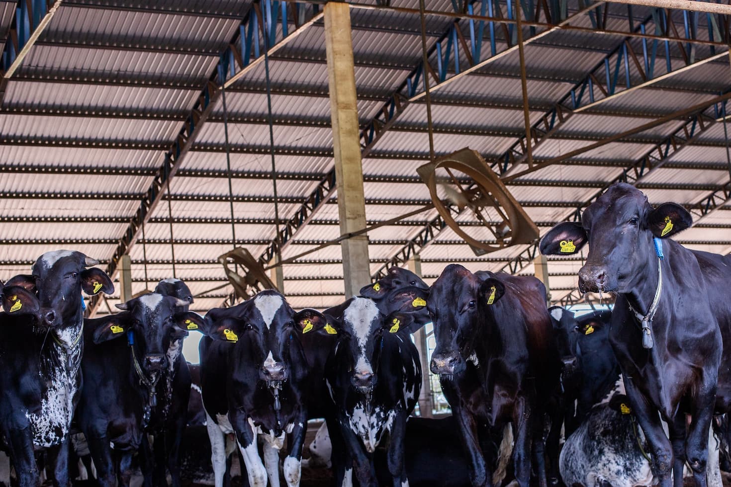 Interleite Sul abre inscrições e debate impacto da IA e mudanças climáticas no leite