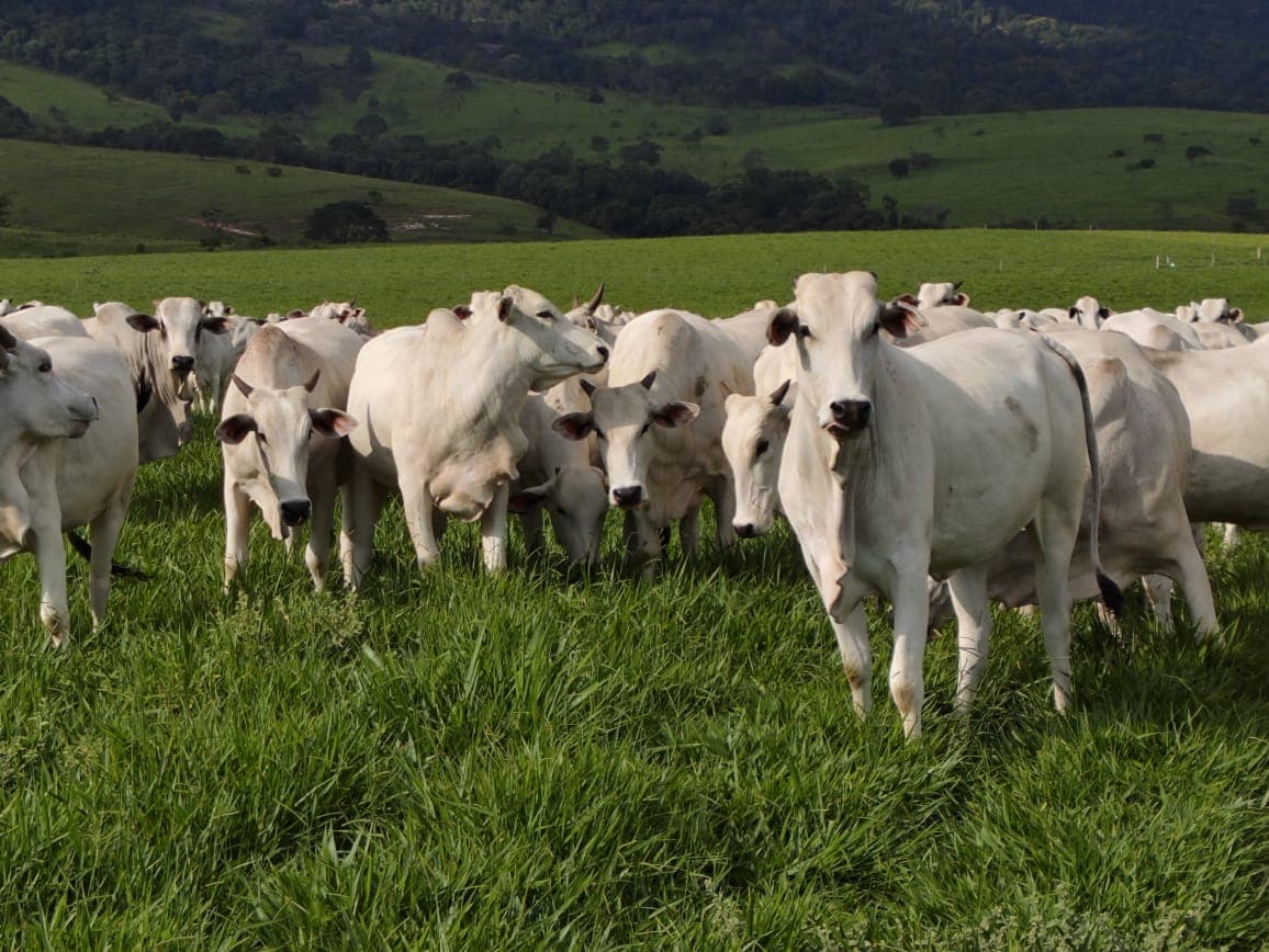Análise do 1° trimestre do mercado do boi