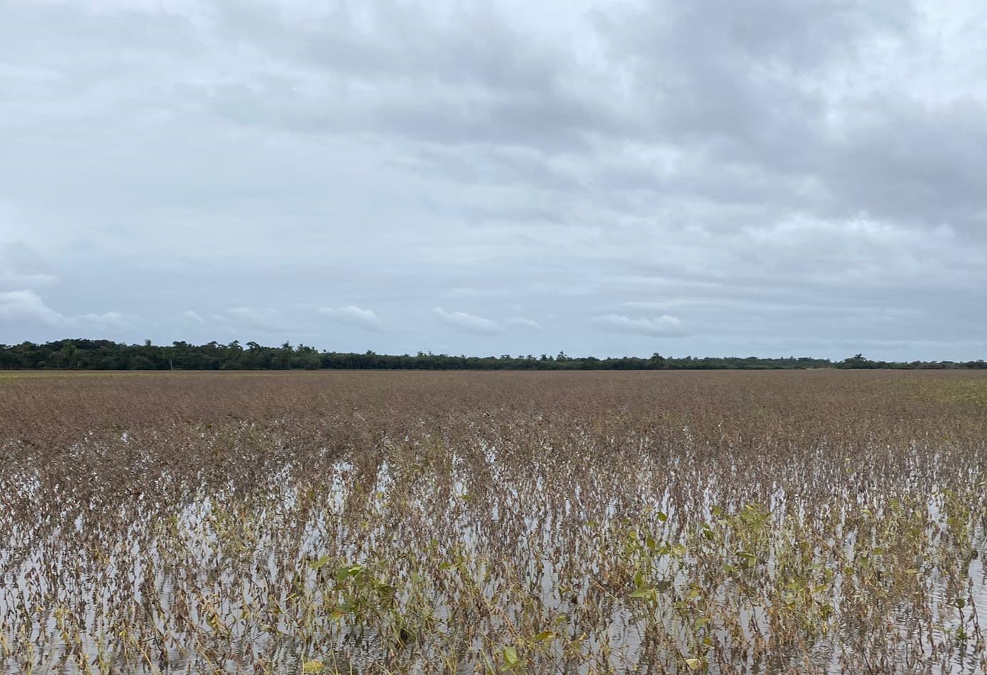 Soja: produtor mantém a colheita mesmo com tempo úmido