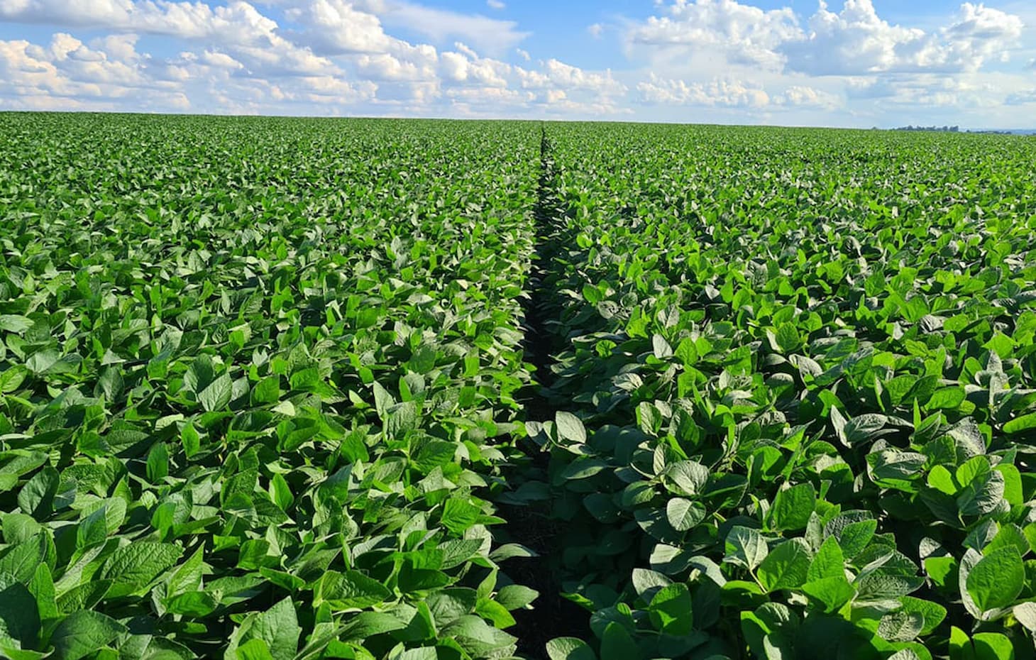 Soja: Chicago estável, Brasil reage com prêmios