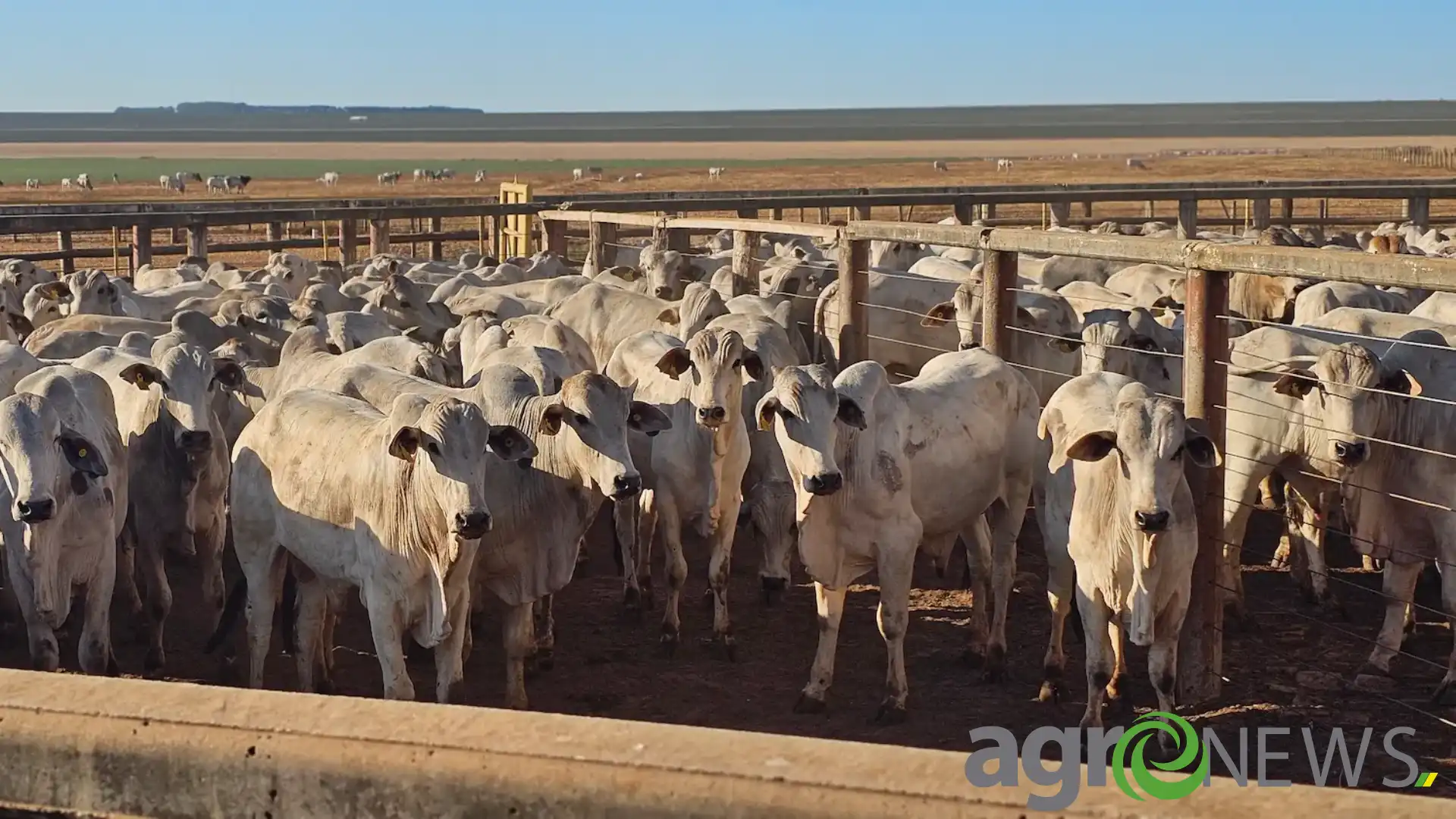 Produção de carnes ultrapassa 31 milhões de ton em 2024 e atinge novo recorde na série histórica da CONAB
