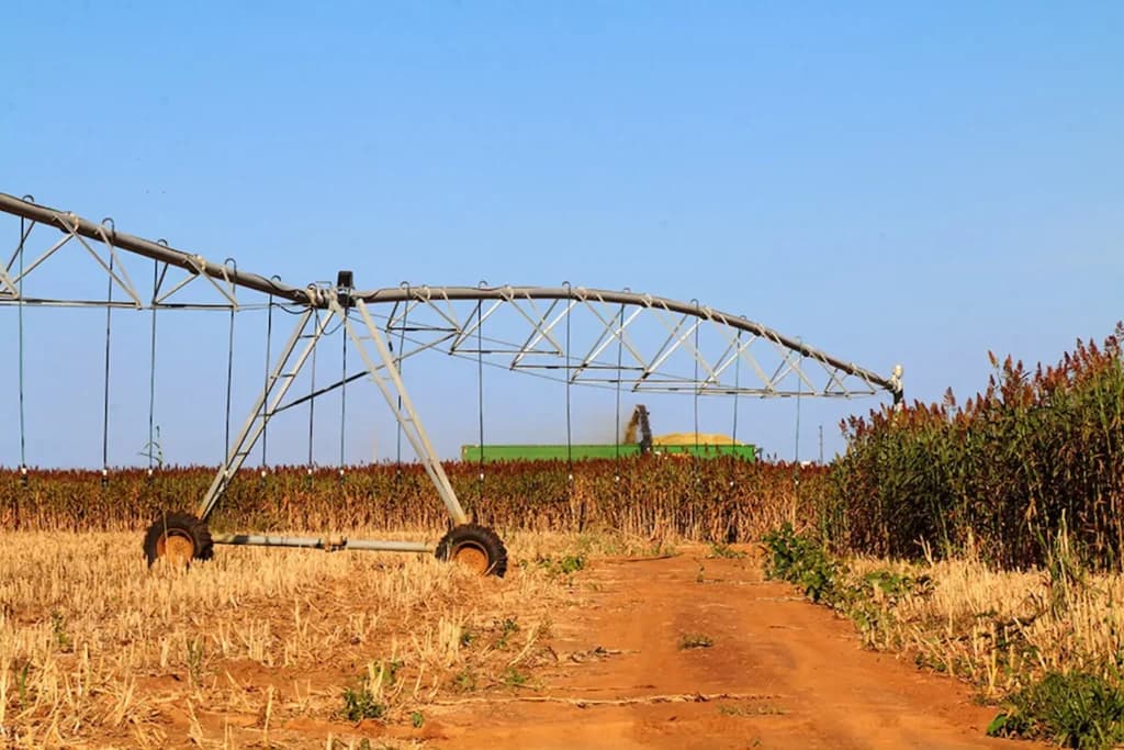 Sorgo-biomassa é alternativa sustentável para geração de energia no Brasil