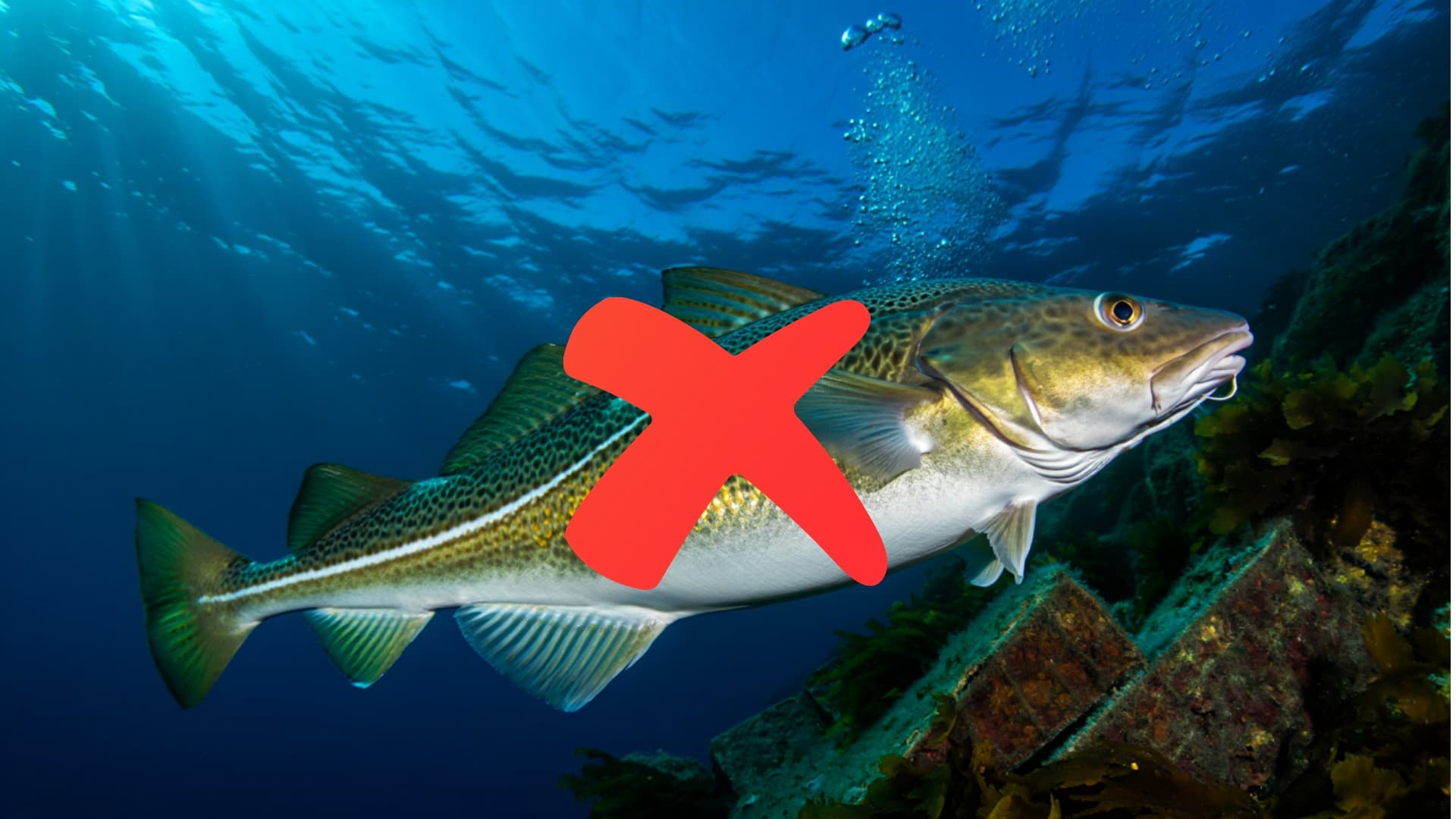 Bacalhau NÃO É um tipo de peixe! O que é então?