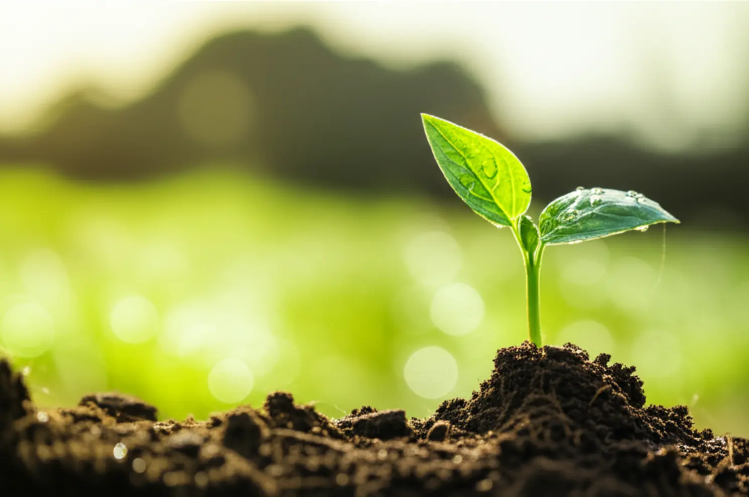 Verão 2025/2026: confira a previsão do tempo para a estação