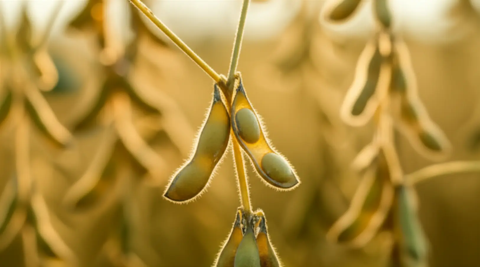 Soja valoriza com dólar alto e demanda externa aquecida