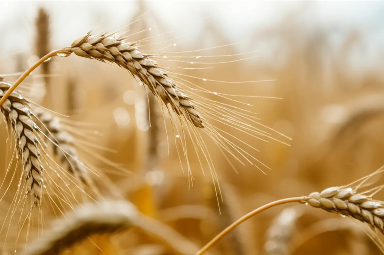 Leilões de apoio ao escoamento de arroz e trigo são marcados para o dia 22