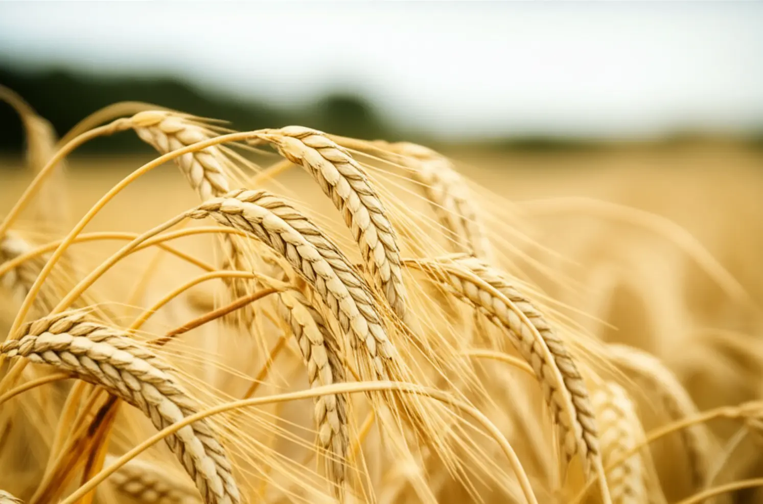 Safra de trigo: chuvas no PR geram alerta na colheita, confira!