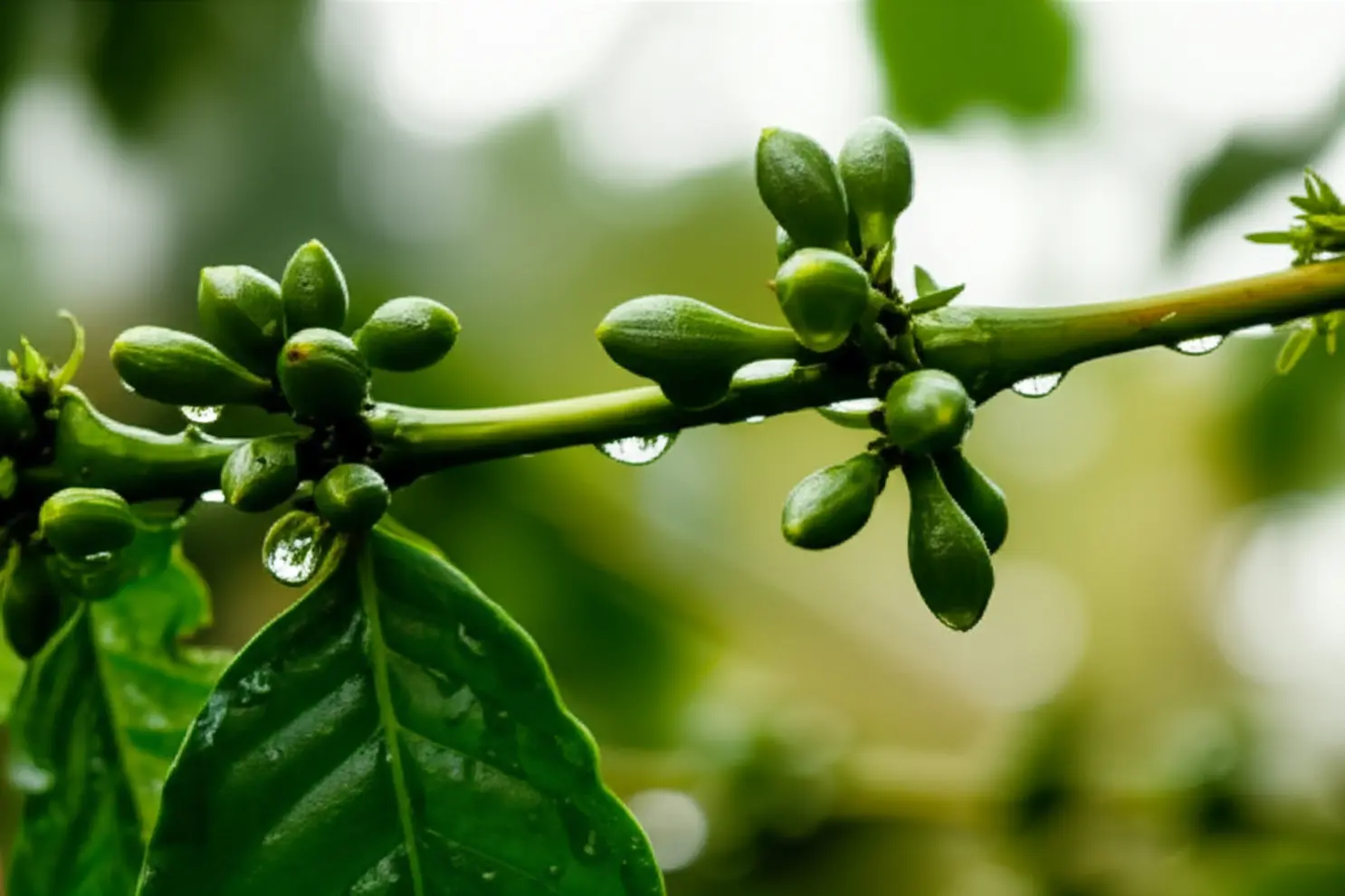 Previsão do tempo: Veja como será o clima em janeiro