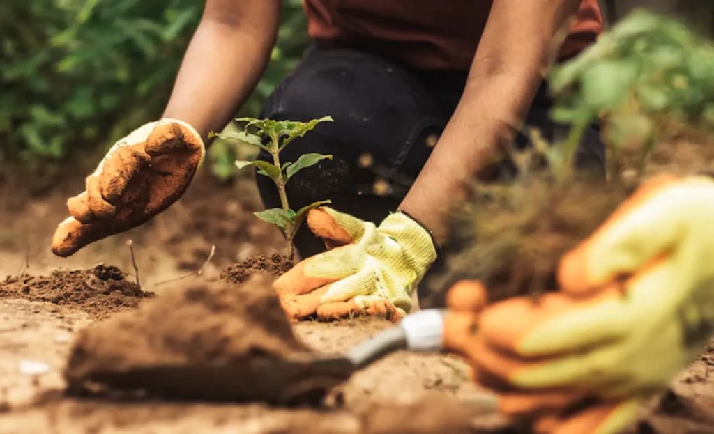 Mapa lidera ações globais contra a crise climática na COP 30