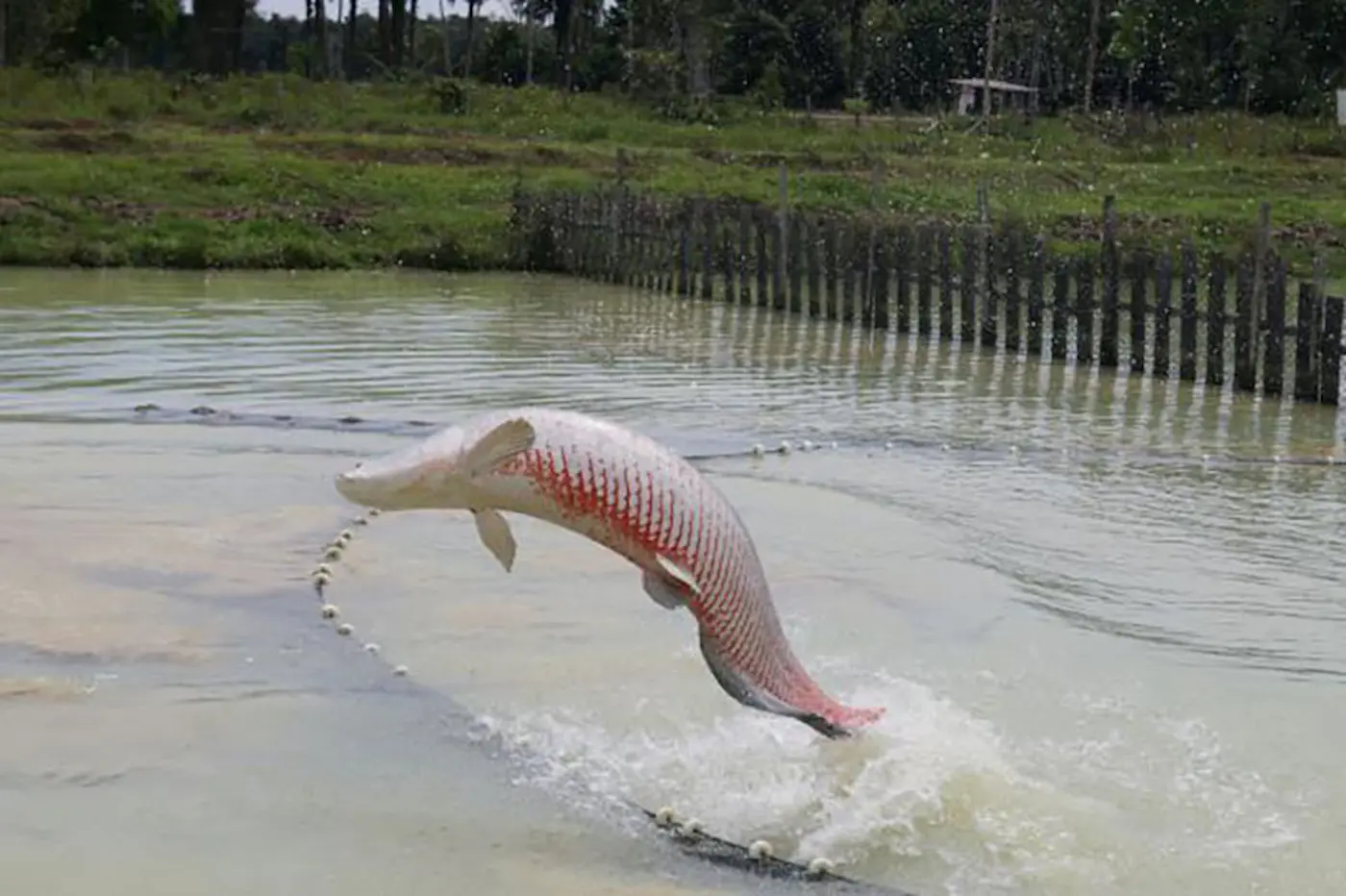 Estudo inédito aplica inteligência artificial na reprodução do pirarucu, veja a seguir