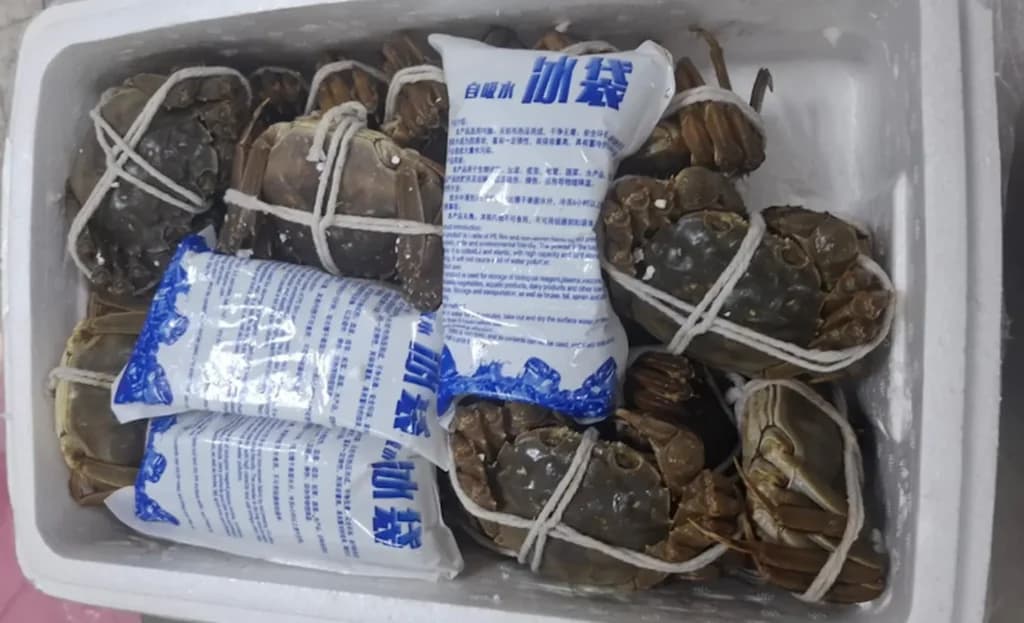 Vigiagro apreende 240 caranguejos em bagagem internacional, confira!
