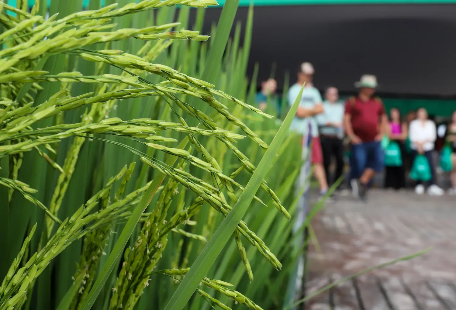 36ª Abertura Oficial da Colheita do Arroz e Grãos em Terras Baixas está com inscrições abertas