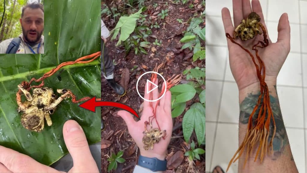 Tarântula ‘zumbi’ é encontrada na Amazônia; The Last of Us na vida real