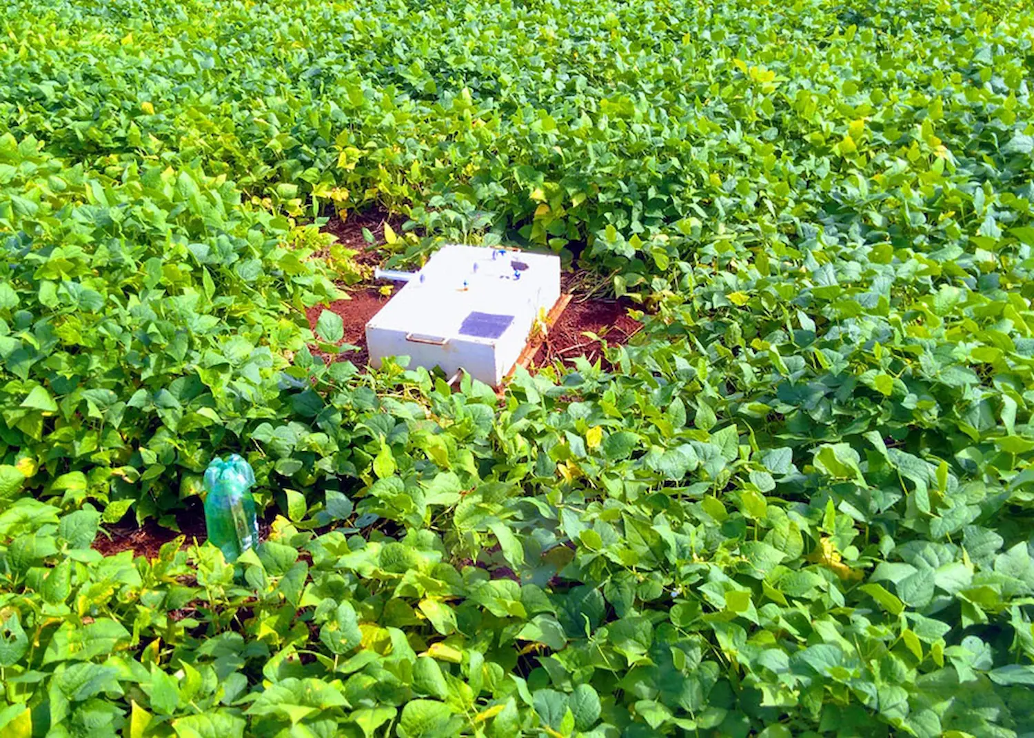 Fixação Biológica de Nitrogênio reduz em 50% a emissão de óxido nitroso em lavoura de feijão no Cerrado, confira!