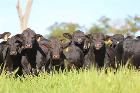 Temperamento do gado da raça Brangus foi avaliado pela Embrapa