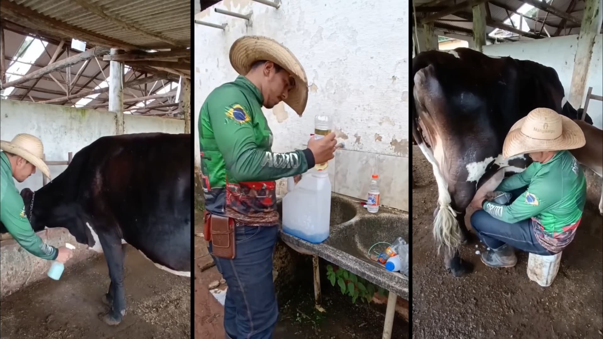 Produtor de MG revela mistura caseira e barata que extermina moscas no gado em segundos
