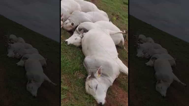 Sete touros PO são fulminados por alta tensão; prejuízo estimado em R$ 160 mil
