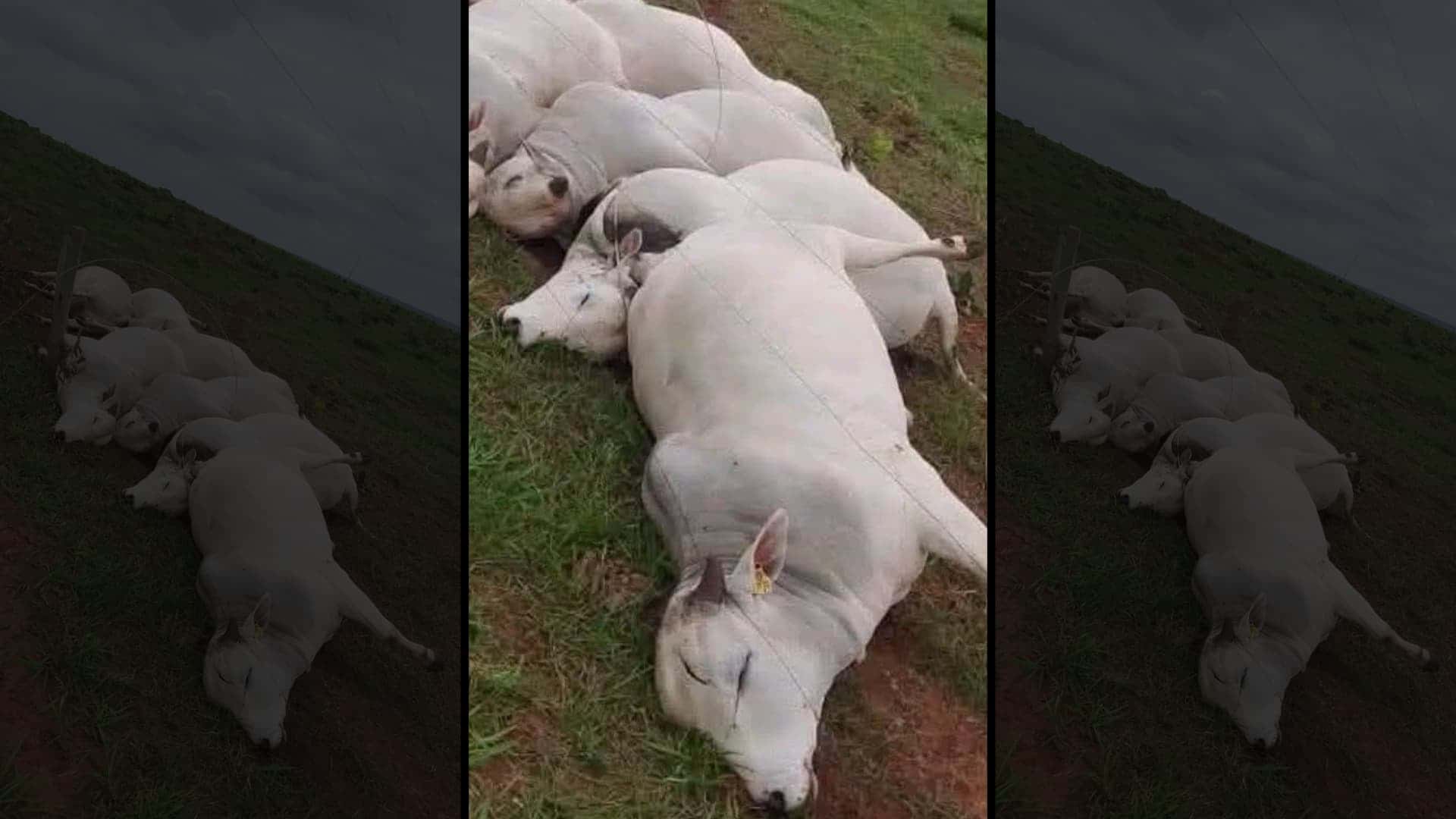 Sete touros PO são fulminados por alta tensão; prejuízo estimado em R$ 160 mil