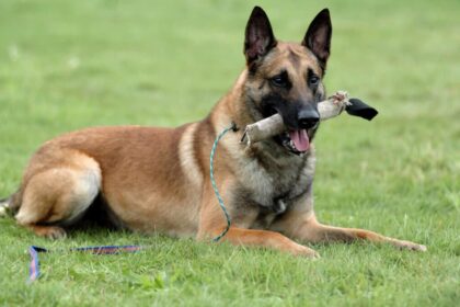 O extraordinário cão de guerra, Pastor Belga Malinois