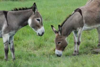 Jumento, jegue, burro, mula e bardoto - Qual a diferença entre eles?