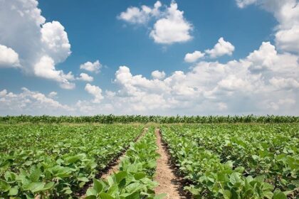 Soja tem cenário promissor e área plantada vai crescer