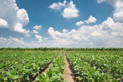 Em dez anos, área plantada no Brasil aumentará 10,3 milhões de hectares