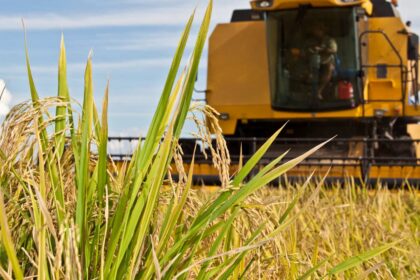 Arroz: maior demanda mantém indicador em alta em março de 2022