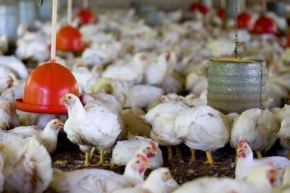 EUA: surto de salmonela multiestados foi desencadeado por aves vivas não-comerciais