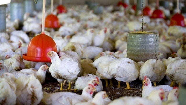 EUA: surto de salmonela multiestados foi desencadeado por aves vivas não-comerciais