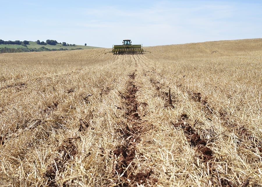 Soja em sucessão à aveia-preta e ao trigo pode ter produtividade 54% maior