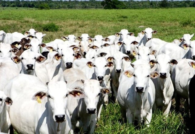 Boi: preços do boi e da carne atravessam mês de abril firmes