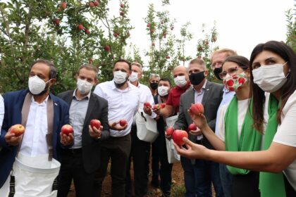 Santa Catarina começa colheita da maçã, com expectativa de 550 mil ton