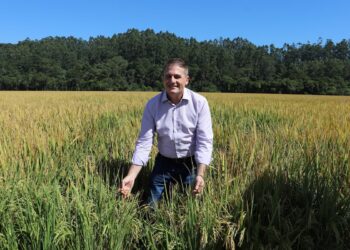 Santa Catarina dá início à colheita do arroz com lançamento de novo cultivar