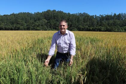 Santa Catarina dá início à colheita do arroz com lançamento de novo cultivar