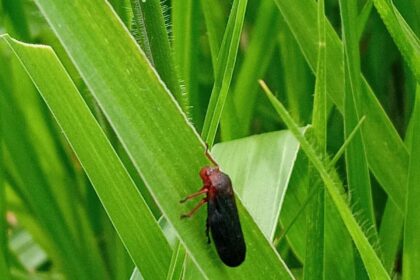 Pragas de pastagens merecem maior atenção dos pecuaristas