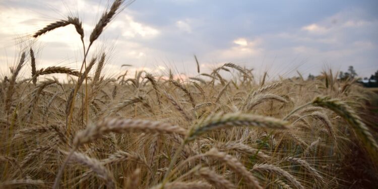 Como no caso da ‘autossuficiência’ em fertilizante, agora é o trigo. Não existe almoço grátis