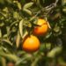 Citros: preço da laranja pera sobe; valor da tahiti recua