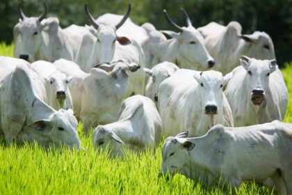 O que esperar do boi e da soja na semana? O bicho pode ter alguma pressão, o grão não