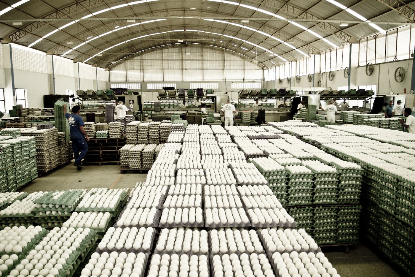 Ovos: plantel produtivo atinge retração de 12,5% em março