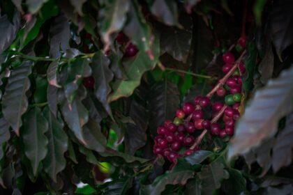 Café: preço do arábica recua mais de 230 R$/SC em março