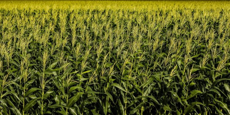 Taxação do milho: Câmara dos Deputados retira Projeto de Lei