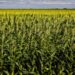 Taxação do milho: Câmara dos Deputados retira Projeto de Lei