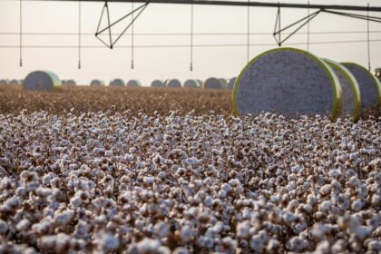 Algodão: preços da pluma em MT seguem em alta