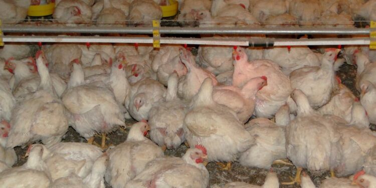 Custos de produção de frangos de corte e de suínos encerram ano de 2021 em alta