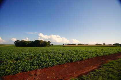 Excesso de chuvas vai entrar no preço da soja? Cana e Café também embaixo de muita água. Bom mesmo é para pastagens