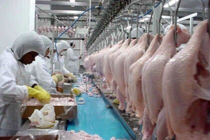 Frango: 1º semestre marca recuo de mais de 1% no abate