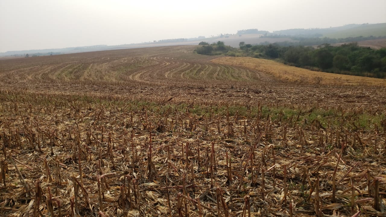 Campos no Paraná - Fotos Márcio Bonesi